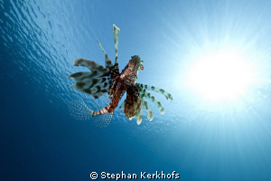 Lucky to have caught this Lionfish away from the reef! by Stephan Kerkhofs 
